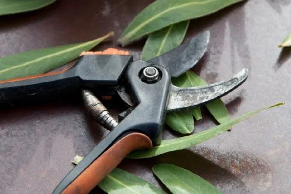 Gartenschere und Blätter